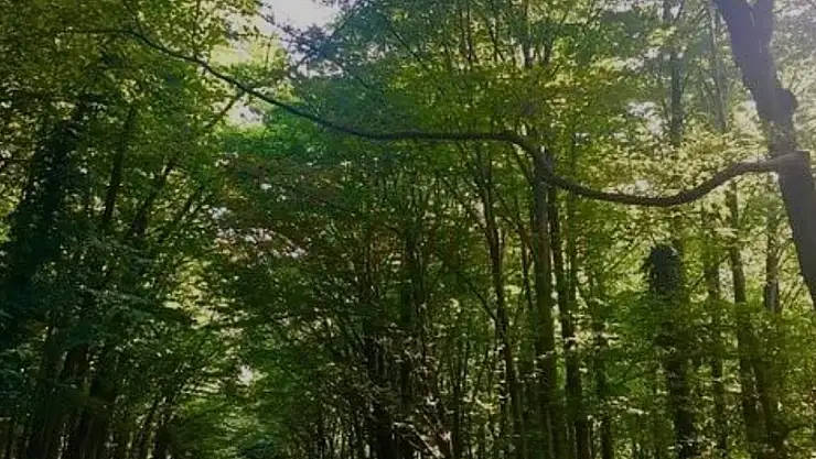 Orman Yangınlarının Önlenmesi Amacıyla Yangın Sezonu Süresince Girişlerin İzne Tabii