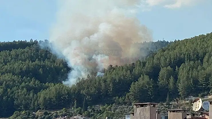 Ormanlık Alanda Yangın Çıktı