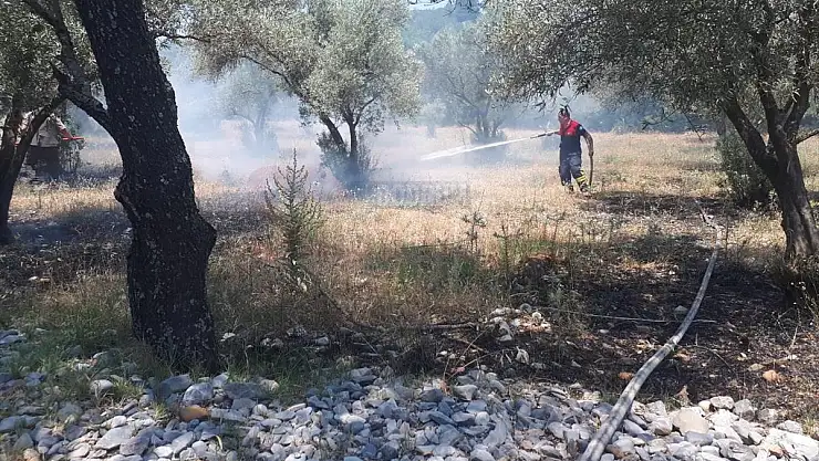Otluk ve zeytinlik alanda çıkan yangın söndürüldü