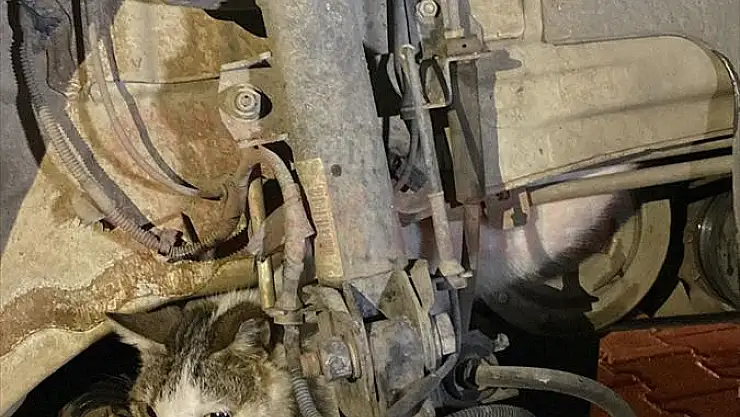 Otomobilin motoruna sıkışan kediyi itfaiye kurtardı...