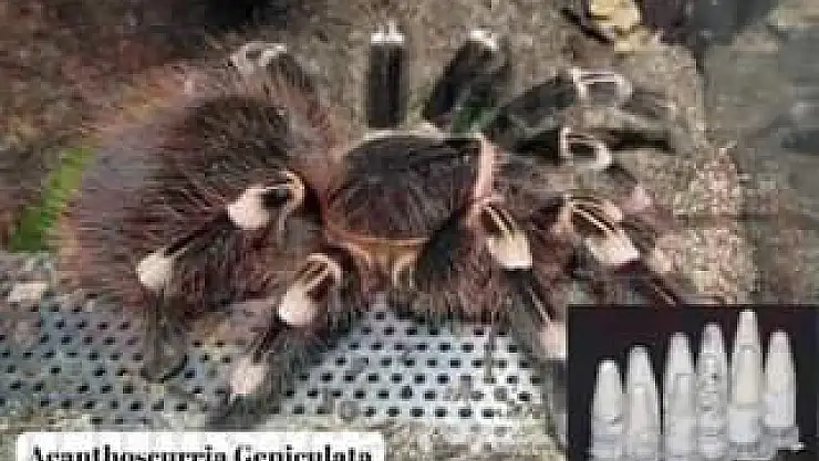 Polonya'dan Gizemli Kargo