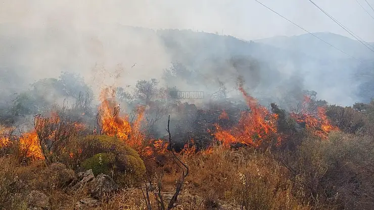 Sabah Çıkan Orman Yangını Kontrol Altına Alındı