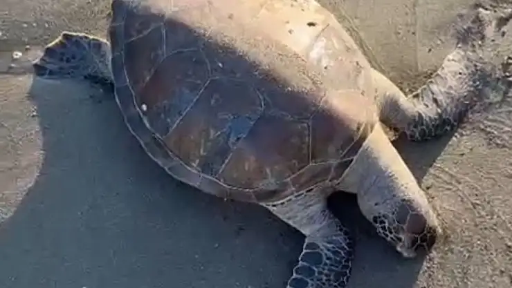 Sahilde ölü caretta caretta bulundu !