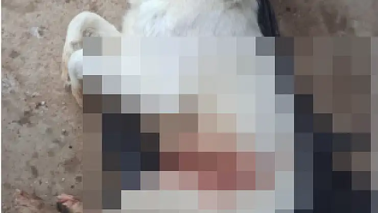 Sahipli Köpeği Vurup Öldürdüler