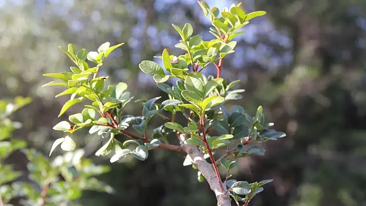 Sakız üretimine tam destek