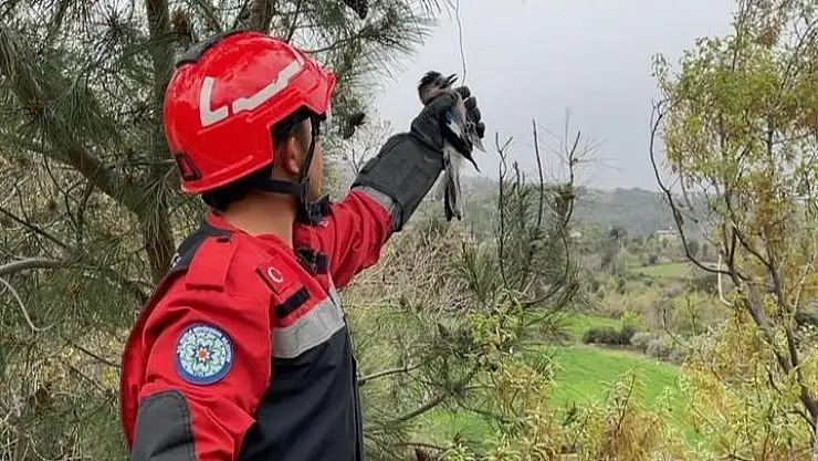 Seydikemer'de Yaralı Alabak Kuşu Kurtarıldı