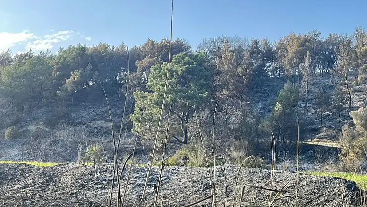 Seydikemer'de Zirai ve Orman Arazisinde Yangın: 40 Dönüm Alan Zarar Gördü