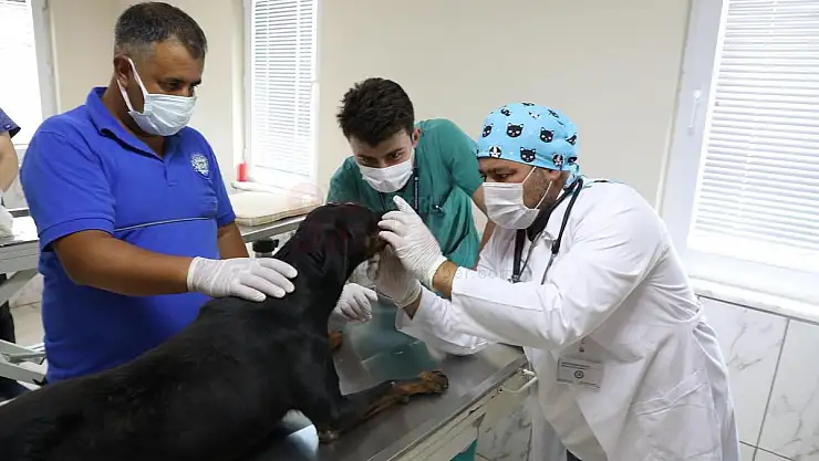 Sokak hayvanları 'mikroçip' ile kayıt altına alınıyor