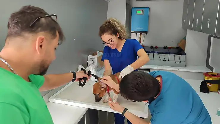 Sokak Hayvanlarına Yönelik Çalışmalar Sürüyor