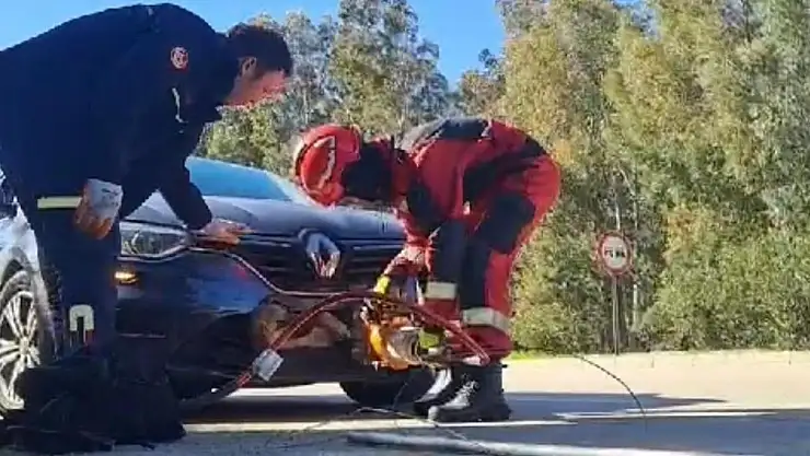 Tampona Sıkışan Köpek Kurtarıldı