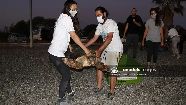 Tedavi edilen caretta caretta denize salındı