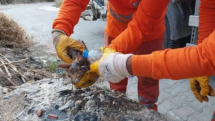 Temizlik İşçilerinin Dikkati Canlı Olarak Çöpe Atılan Kedi Yavrusunu Kurtardı