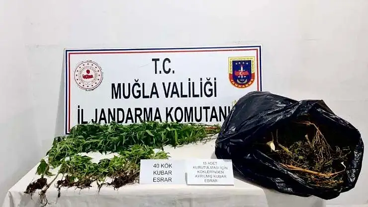 Uyuşturucu Madde ve Kenevir Ele Geçirildi