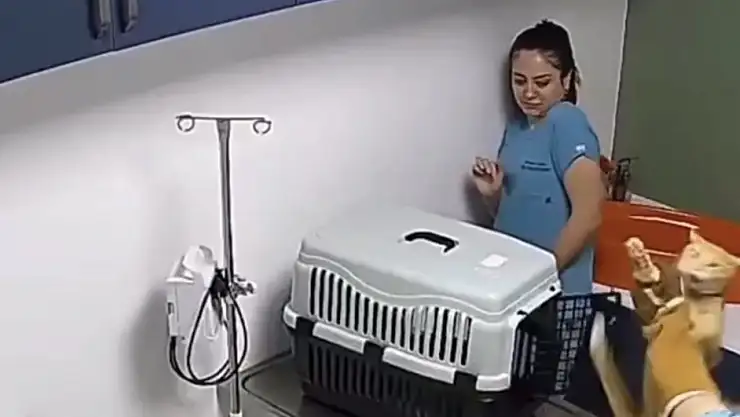 Veterinerde hareketli anlar