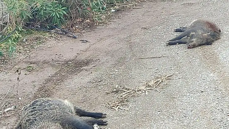 Yaban Domuzları Ayaklarından Bağlı Halde Ölü Bulundu