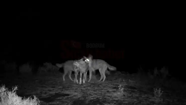 Yaban Hayvanları Fotokapana Yakalandı