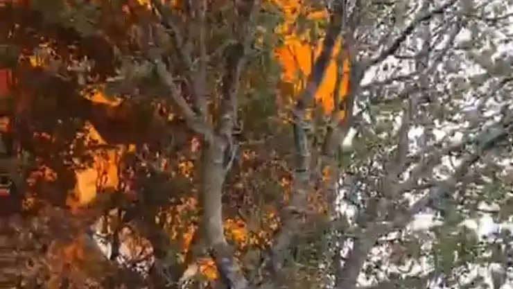 Yamaç paraşütçüleri ormanlık alanda mahsur kaldı !