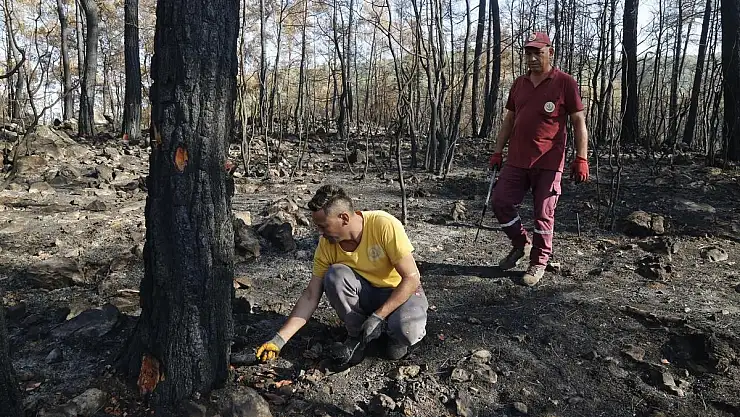 Yangın Sonrası Hızlı Müdahale ve Ağaçlandırma Çalışmaları Sürüyor