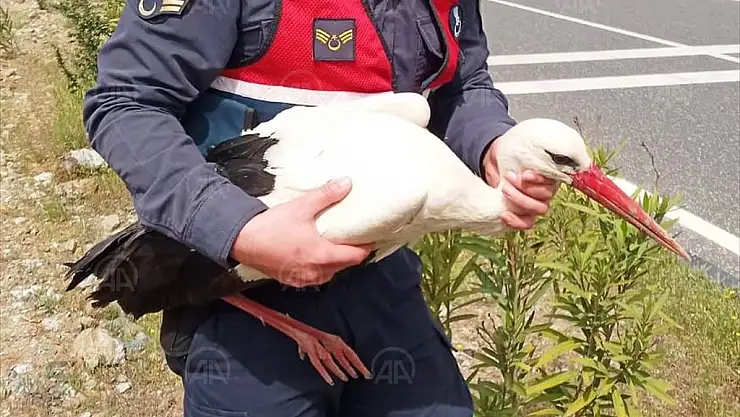 Yaralı bulunan leyleğe jandarma sahip çıktı