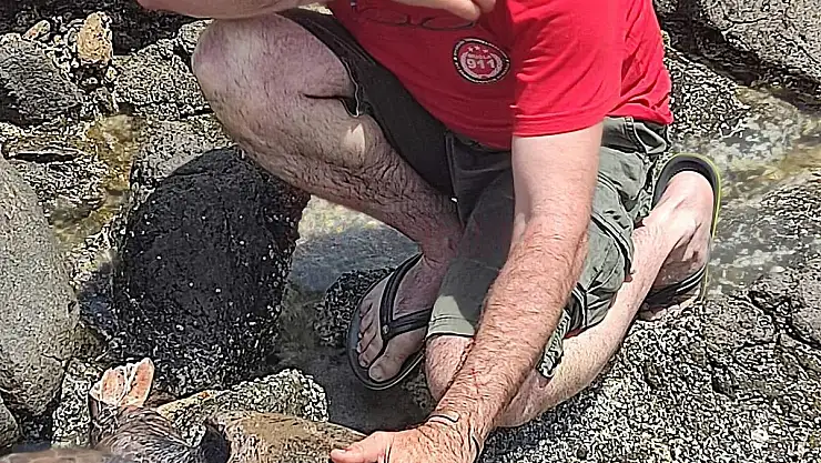 Yaralı Caretta Caretta'ya Çocuklar Mercan Adını Verdi
