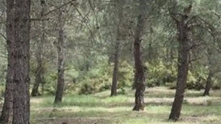 Yasak Aşk Ölümle Sonlandı