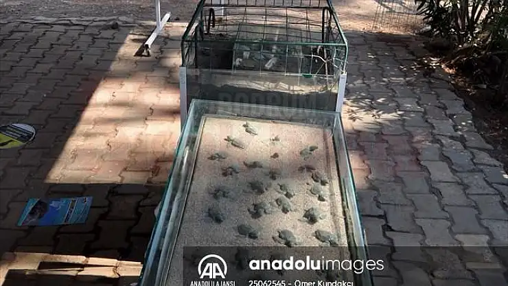 Yavru cerattalar dünyaca ünlü İztuzu Plajında mavi sularla buluşuyor