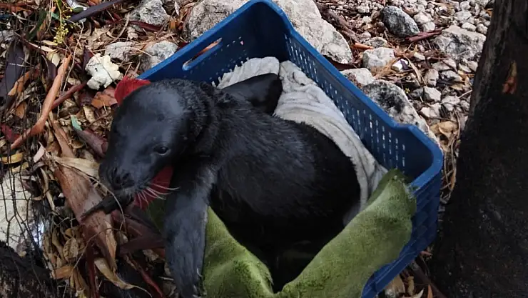 Yavru foka balıkçı şefkati