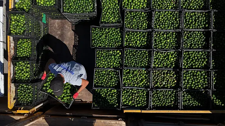 Yeşil Bodrum mandalini Türkiye'nin dört bir yanına ulaşıyor