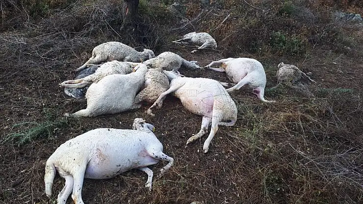 Yıldırım Düşmesi Sonucu 10 Koyun Telef Oldu