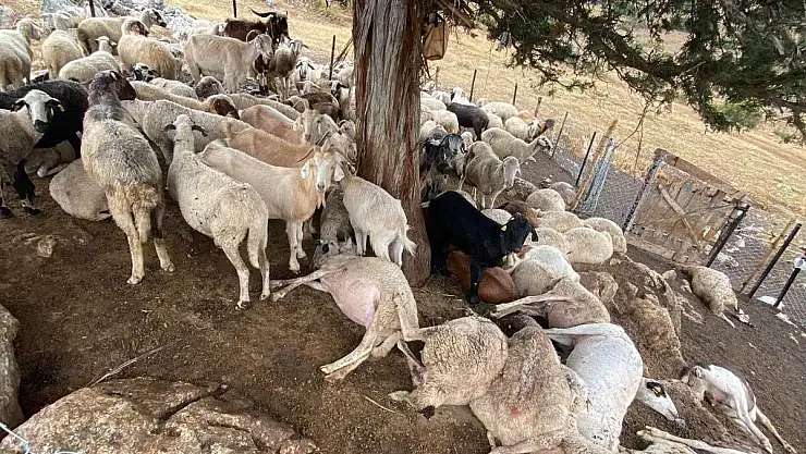 Yıldırım Düşmesi Sonucu 30 Küçükbaş Hayvan Telef Oldu