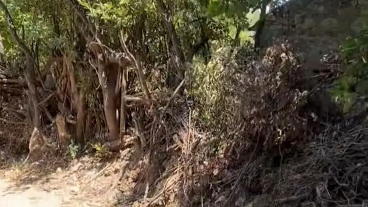Yol Açmak İçin Ağaçları Kestiler!