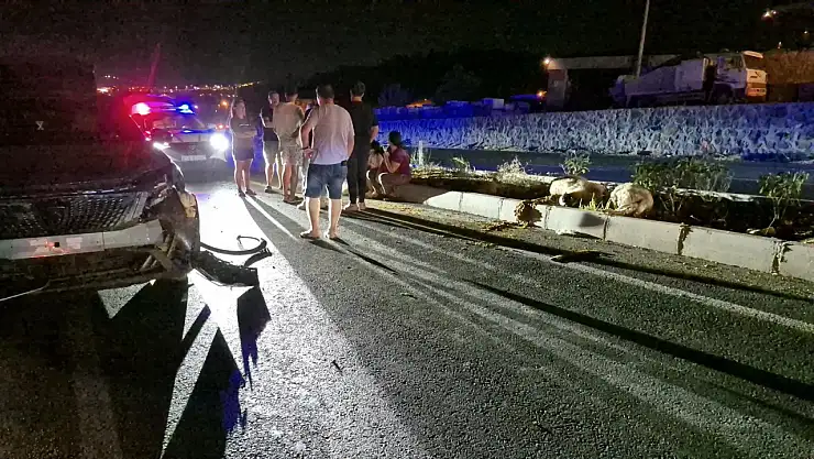Yolda yaşanan kazada hayvanlar telef oldu !