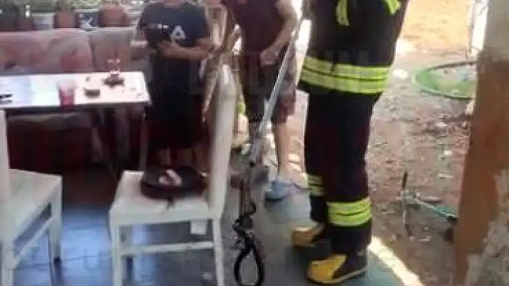 Zehirli Engerek Doğaya Bırakıldı