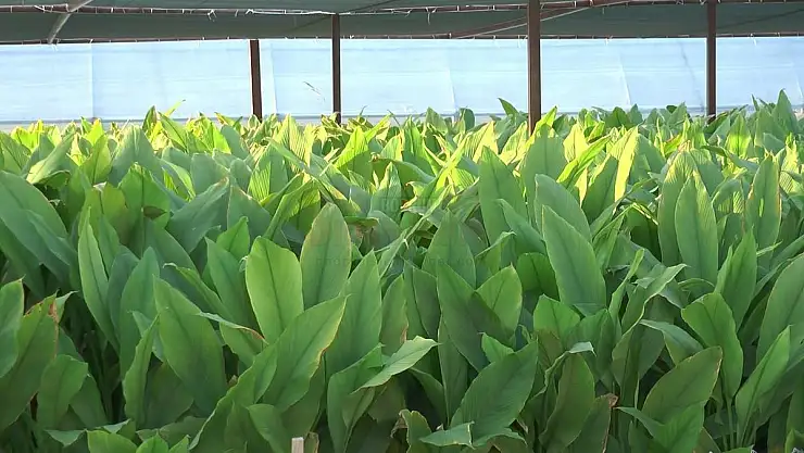Zerdeçal'ın Anavatanı Bodrum Olacak