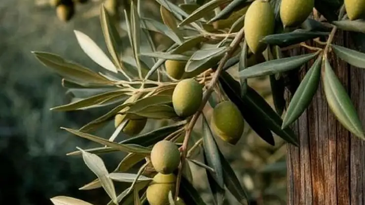 Zeytin alırken nelere dikkat etmeli
