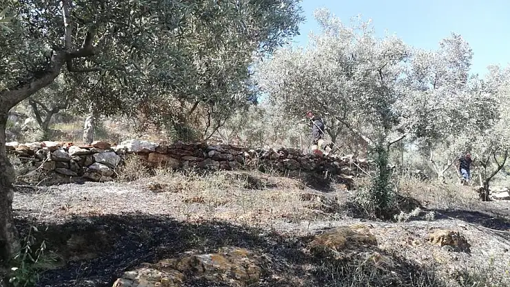 Zeytinlik Alanda Yangın Çıktı