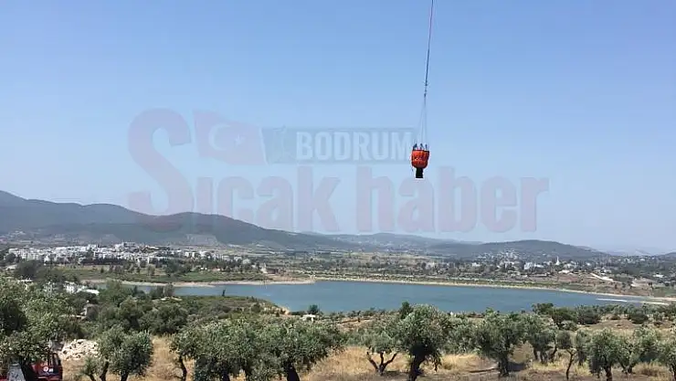 Zeytinlik Alanında Yangın Kontrol Altına Alındı