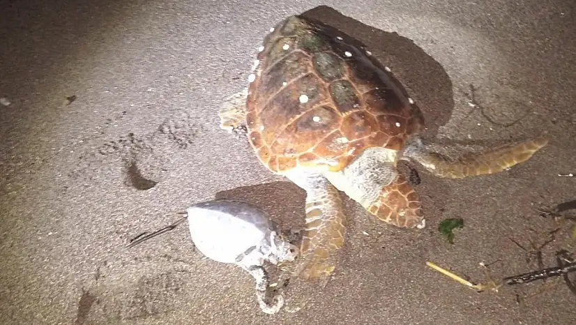 2 caretta caretta kıyıya vurdu