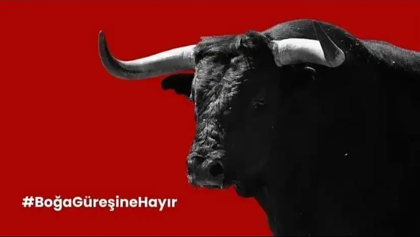 Boğa Güreşlerine Karşı Hukuki Savaş Başladı