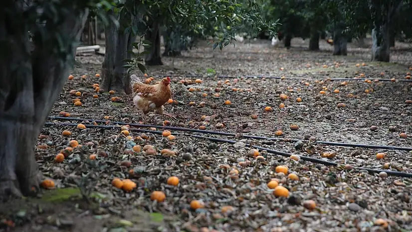 Olumsuz Hava Şartları Bodrum Mandalinasında Verimi Düşürdü