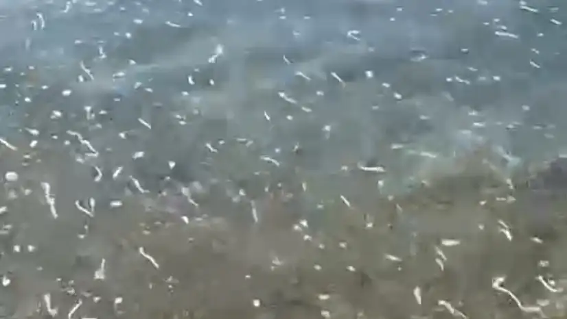 Ortakent'te deniz kirliliği tepki çekti !