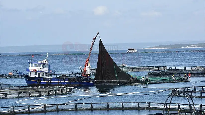 Su Ürünleri İhracatı Geçen Yıl 500 Milyon Doları Aştı