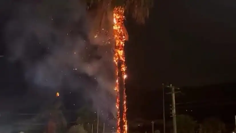 Yıldırım düşen ağaç alev aldı !