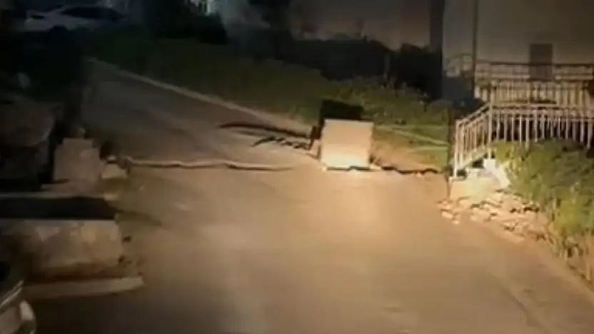 Adabükü'nde şok iddia! Sokak hayvanlarına ne oldu?