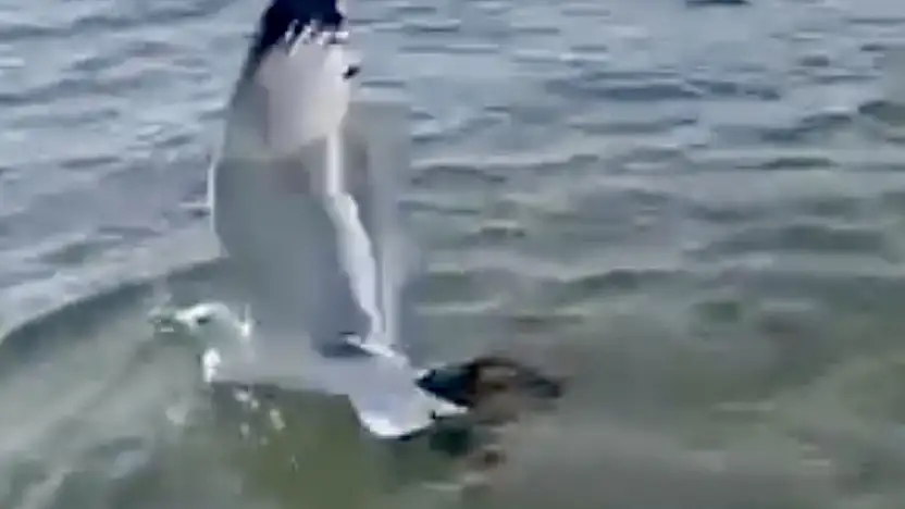 Ahtapot martıyı yakaladı