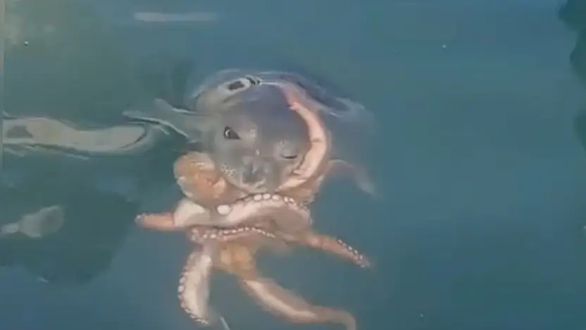 Akdeniz fokunun ahtapot avı kameralara yansıdı