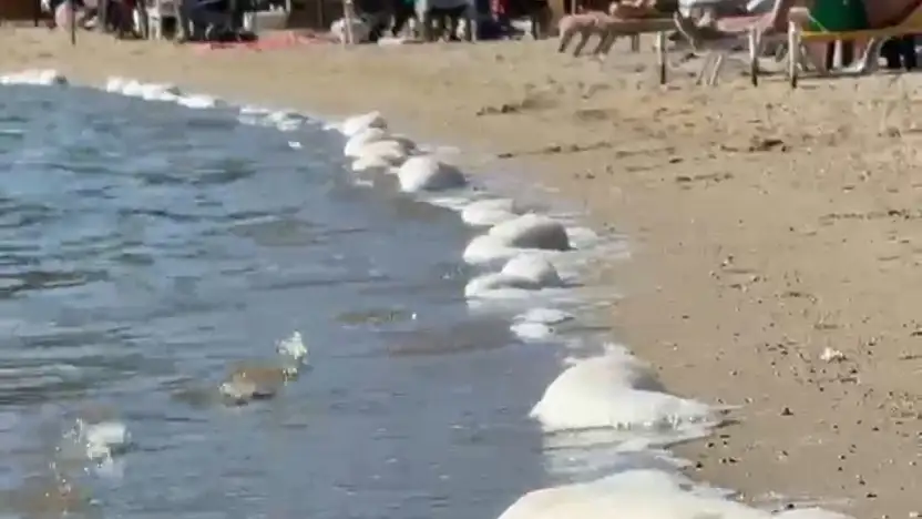 Bitez'de hafta sonu keyfine sintine engeli