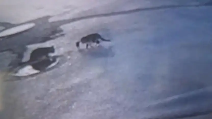 Sokak lambaları yanmadı dikkatsizlik bir can aldı