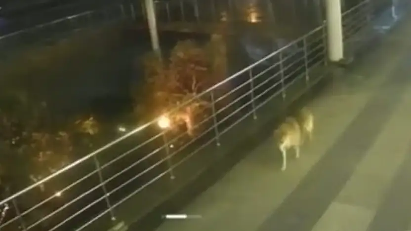 Bodrum'da kurt görüntüsü endişe yarattı