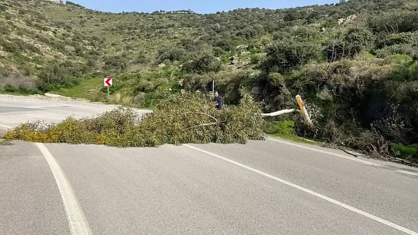 Bodrum'da kuvvetli fırtına ağaçları devirdi